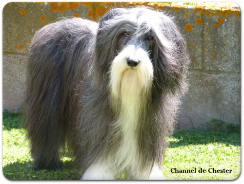 En hommage à Channel, chienne de mon amie Brigitte. et copine d' Athos & cheyenne 