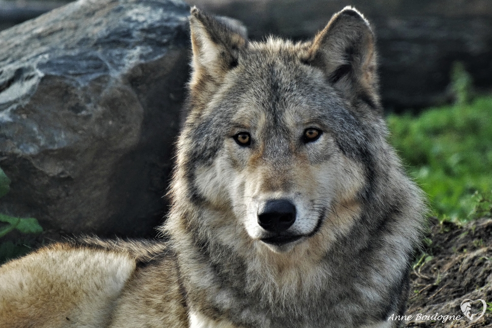 Loups du Canada