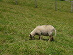 La sortie à la ferme