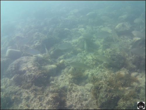 Grèce, vue sous-marine, de la mer Egée