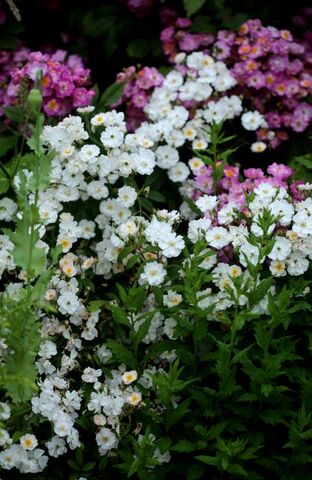 Visite du Jardin de roses d'Emile