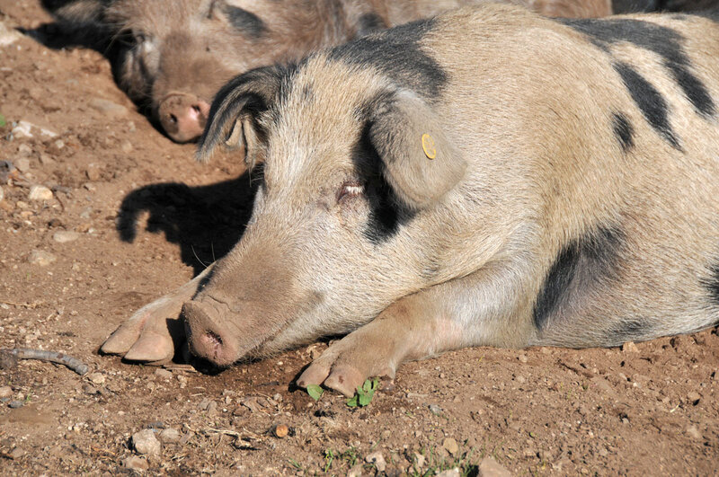 Balade en Corse (10) : 