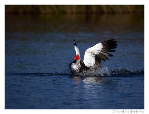 Canard de Barbarie