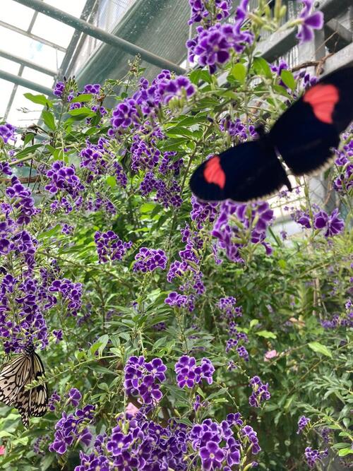 Jardins des papillons Alsace 2