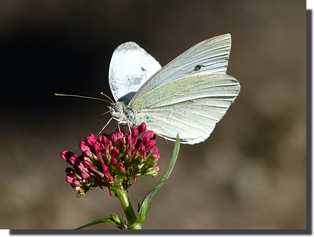 ...heureusement ce Pieris est plus patient...merci mon chou...je verrai demain matin, entre 9 h et 9 h 30, si maître Moro accepte de se faire tirer le portrait sur la valériane