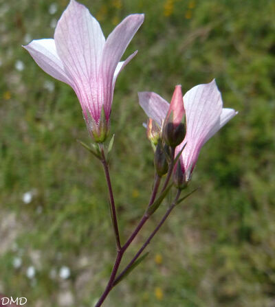 Linum suffruticosum subsp. appressum