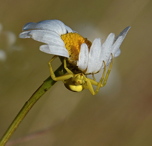 Insectes-papillons-5-9898.jpg