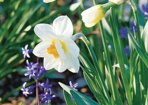                                              LES PREMIERES FLEURS du JARDIN