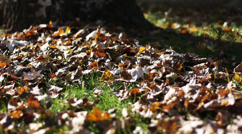 Lumière d'Automne - Tapis de feuilles