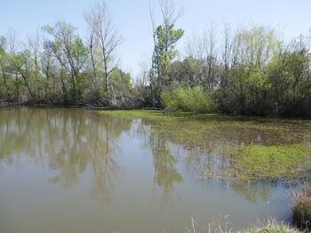 Au bord de l'eau