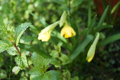 le printemps dans la pelouse