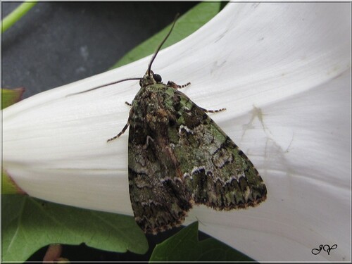 Noctuelle du Camérisier.