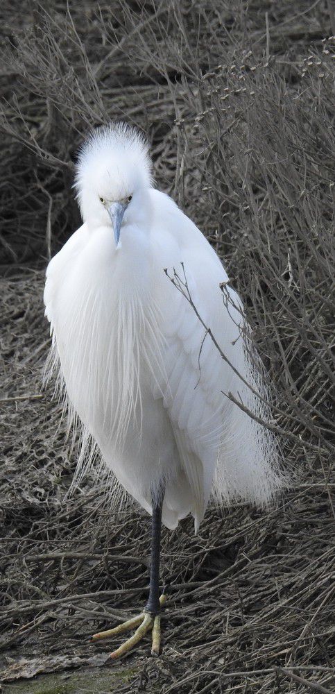 Aigrette garzette - février 2023...