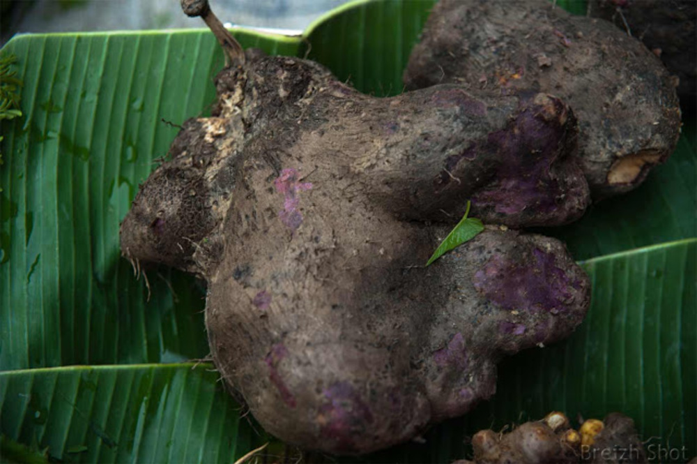  marché de Sukhothai rhizomes