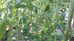 Tuteurage et taille des plants de tomates