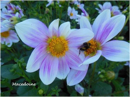 Le jardin des plantes à Rouen (3)