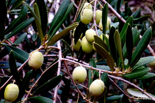 Les olives 