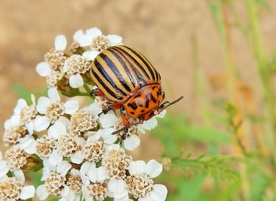 Insecta - Coléoptère - Chrysomelidae - Leptinotarsa Decemlineata - le Doryphore