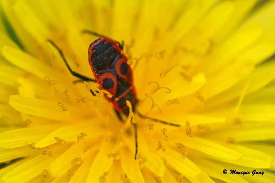 Plein feu sur le Pyrrhocoris apterus