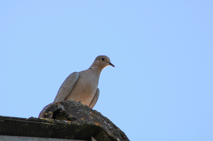 TOURTERELLES EN HAUT D'UN TOIT