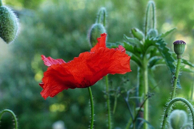 Rien que du rouge...