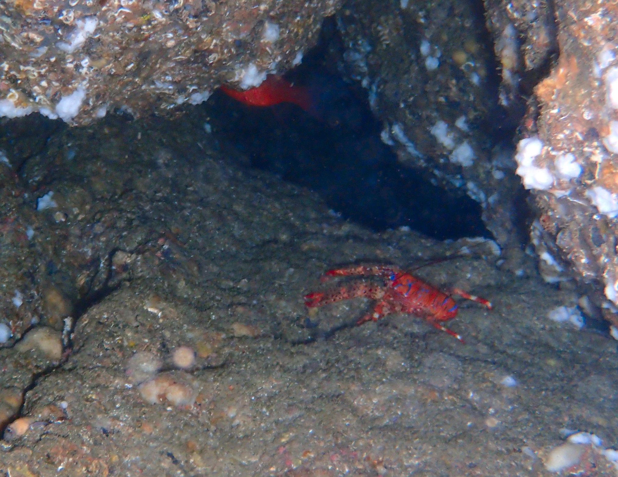 Exploration de la grotte bleue à Morgiou - Snorkeling exploration