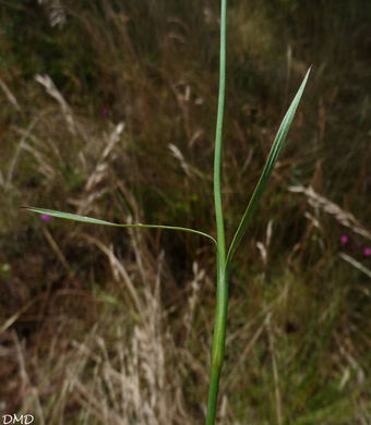 Dianthus carthusianorum  -  oeillet des Chartreux