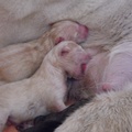 Chiots husky après naissance