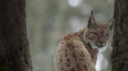 Le retour fragile du Lynx
