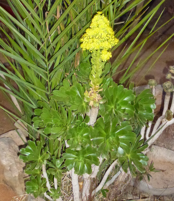 Aeonium Arboreum - Maroc