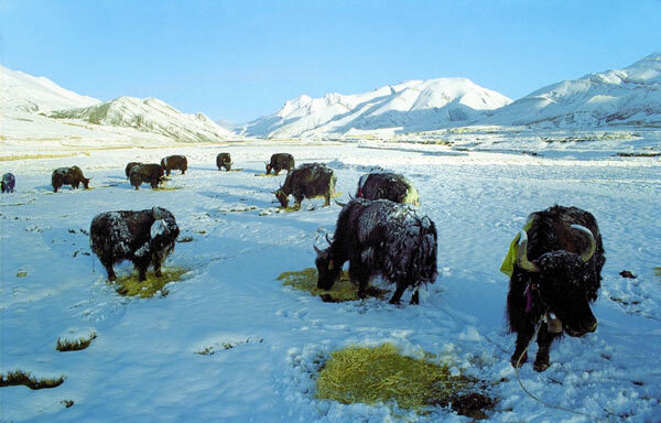 Yaks au Tibet