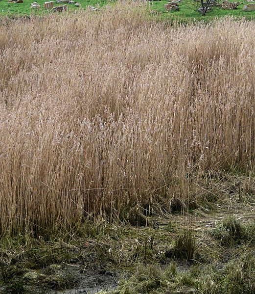 Brivet - Roselières