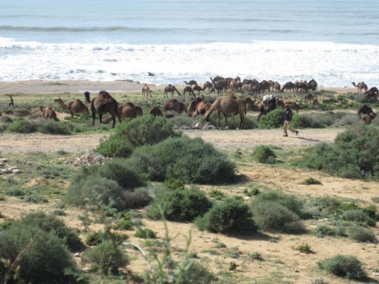 Maroc Dromadaires sur la plage avant Agadir