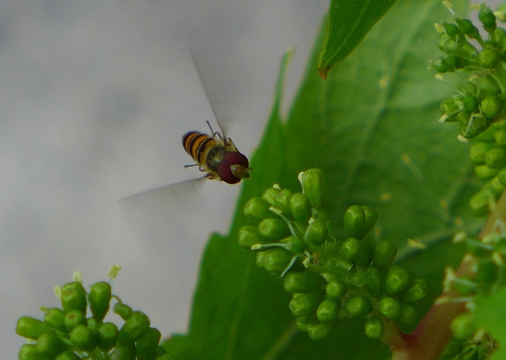 Des &quot;mini abeilles&quot; sur mon cep de vigne...