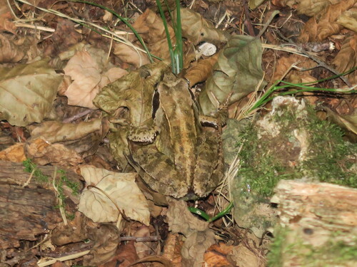 Grenouille des champs ou grenouille oxyrhine (Rana arvalis)