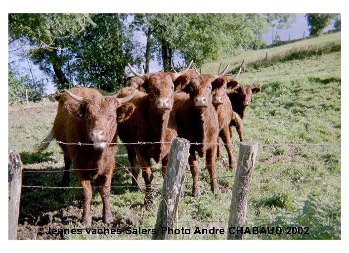 Jeunes vaches "salers"