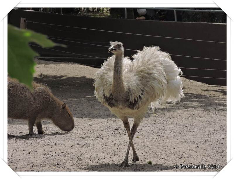 Zoo du Bassin d'Arcachon à La Teste de Buch - 16/20