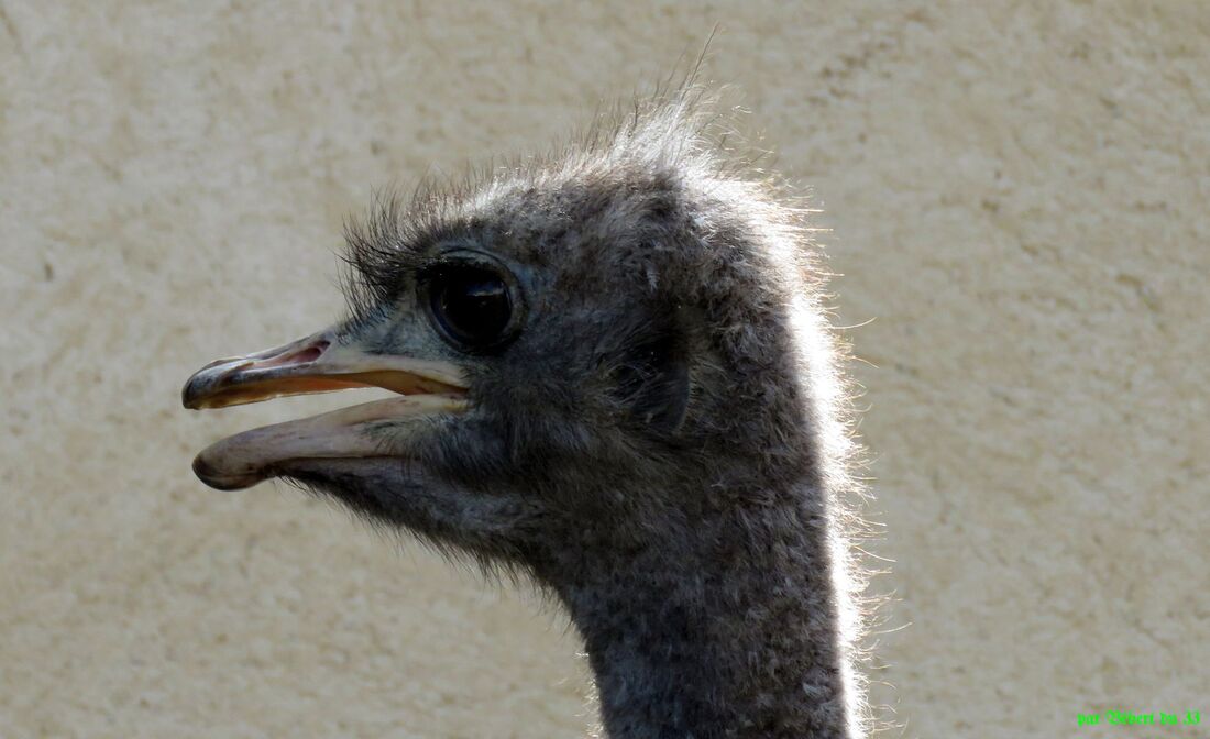 une bébète qui ... hi hi 