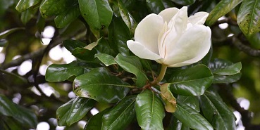 Il était une fois : le magnolia ... 