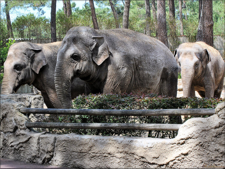 Photos d'éléphants d'asie (Zoo de la Palmyre)