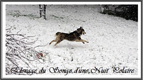 Husky Glasko dans la neige