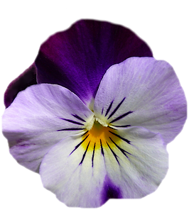 Tube fleur, tube pensée