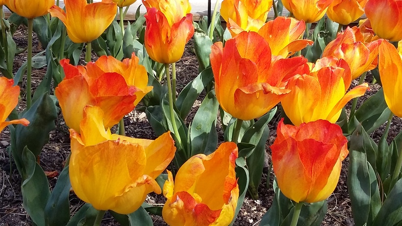 parc floral - les tulipes