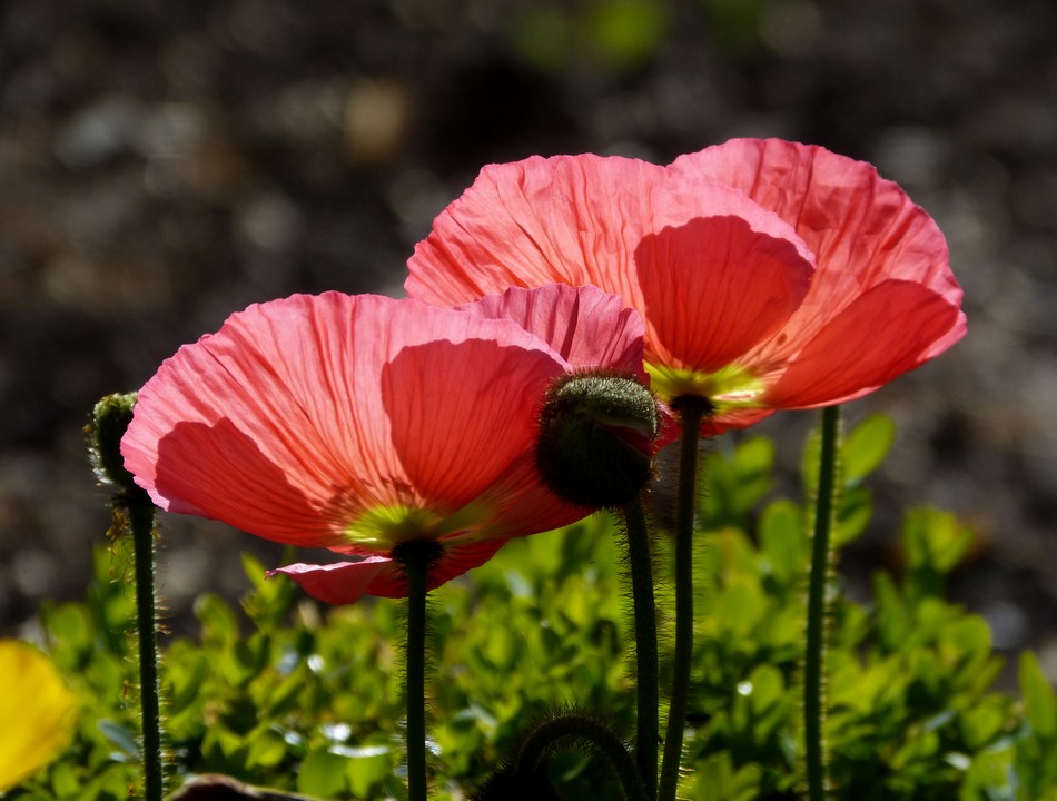 Duos de fleurs amiénoises