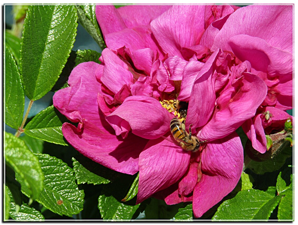 2019 / LES PIVOINES  ON DE LA VISITE 