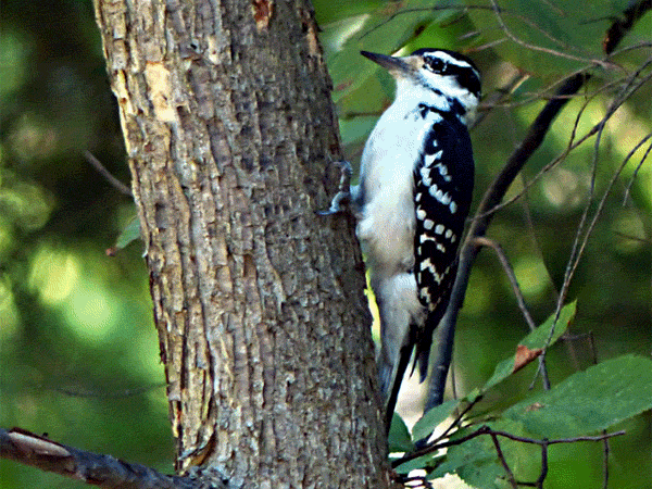 Animation gif : Pic mineur, Downy Woodpecker (Picoides pubescens) - Rawdon - Lanaudière - Québec - Canada