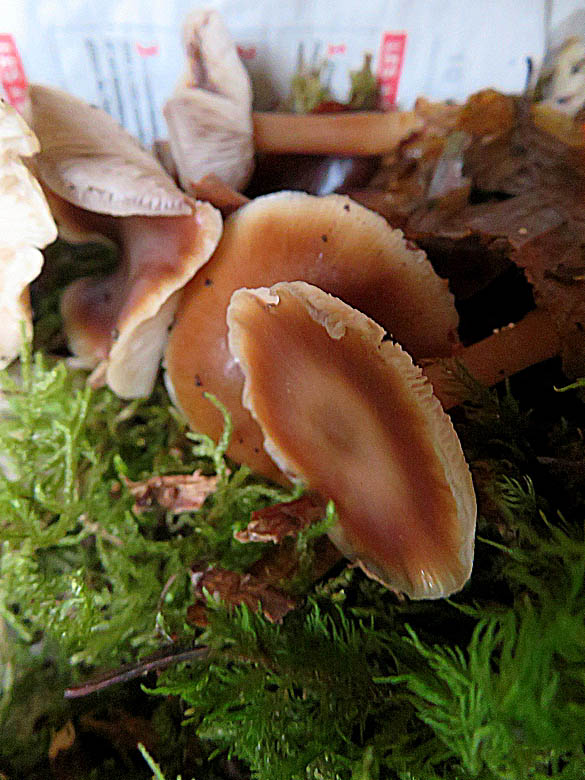 La Société Mycologique et le CSCL a organisé  une sortie découverte sur les  champignons le 16 novembre