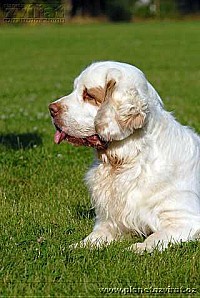 080702-clumber-spaniel-clumberspanel-01