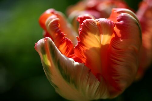 Tulipes 2017 : Apricot Parrot