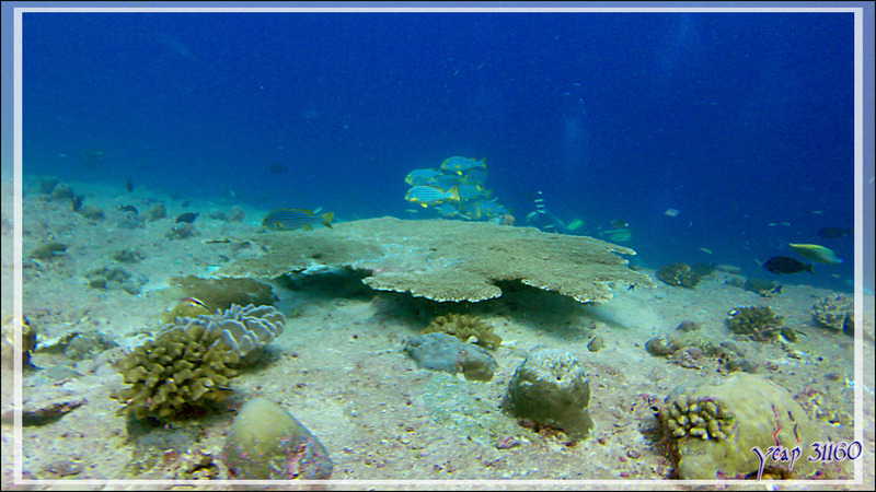 Banc de Diagrammes orientaux sur corail tabulaire, Oriental sweetlips (Plectorhinchus vittatus) - Panettone Kandu - Atoll d'Ari - Maldives